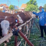 Pemprov Lampung Tegaskan Pasokan Daging Sapi Aman, Neraca 2025 Surplus