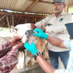 Pengendalian Penyakit Mulut dan Kuku Diperkuat, Pemerintah Provinsi Lampung Genjot Vaksinasi Jelang Idul Adha 2026