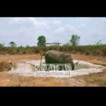 BPBD Lampung Pastikan Kandang Gajah TNWK Aman dari Kebakaran